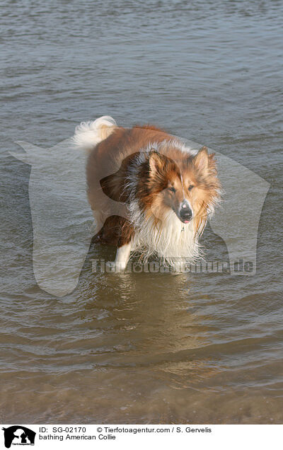 bathing American Collie / SG-02170