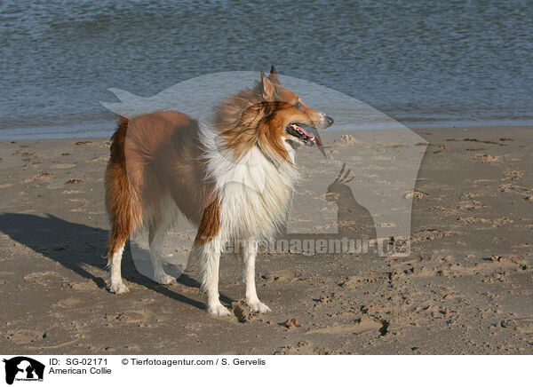 Amerikanischer Collie / American Collie / SG-02171