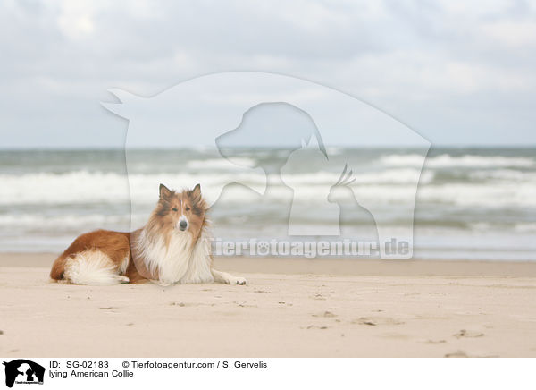 lying American Collie / SG-02183