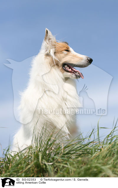 sitting American Collie / SG-02353