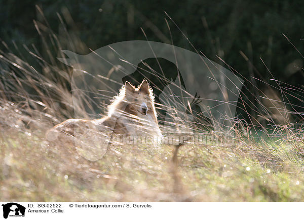 American Collie / SG-02522
