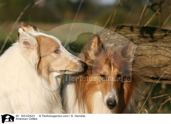 American Collies / SG-02523