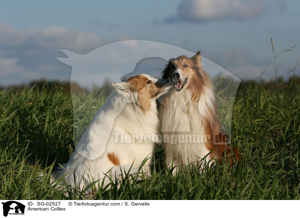 American Collies / SG-02527