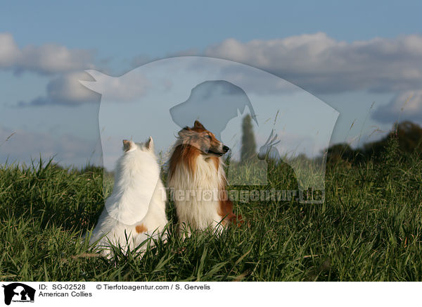 American Collies / SG-02528
