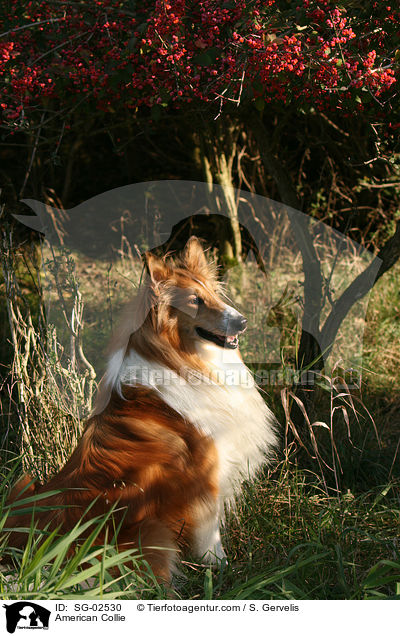 American Collie / SG-02530