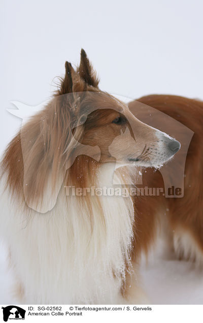 American Collie Portrait / SG-02562
