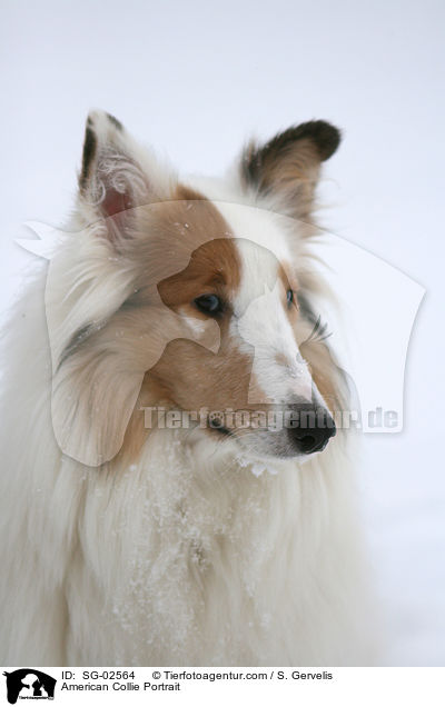 American Collie Portrait / SG-02564