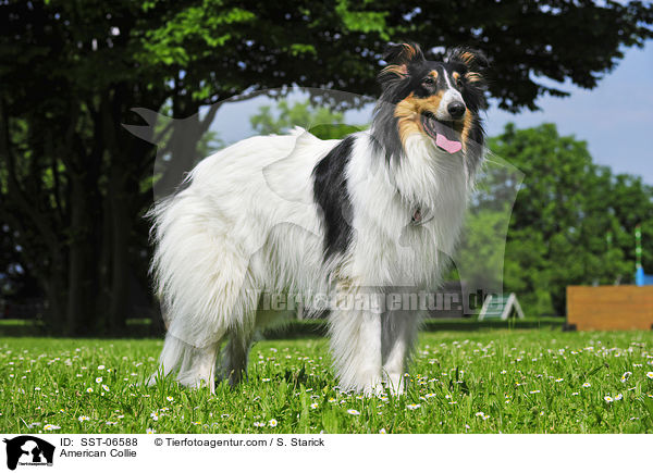 American Collie / SST-06588