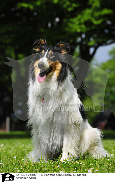 American Collie / SST-06590