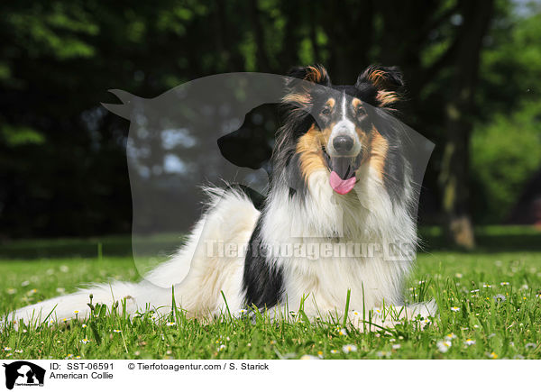 American Collie / SST-06591