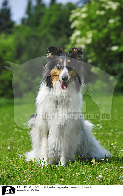 American Collie / SST-06593