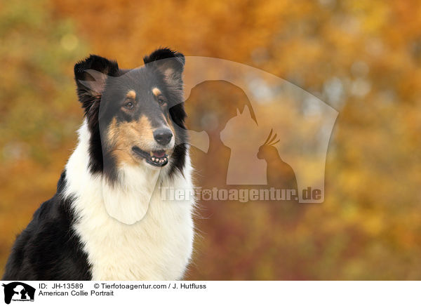 American Collie Portrait / JH-13589