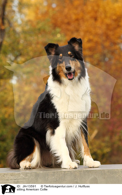 sitting American Collie / JH-13591