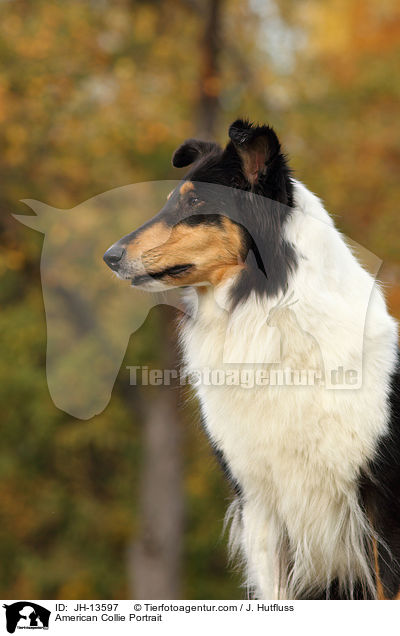 American Collie Portrait / JH-13597