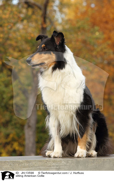sitting American Collie / JH-13598
