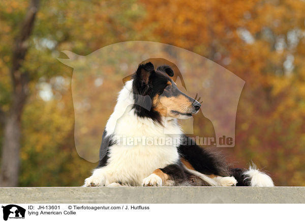 lying American Collie / JH-13601