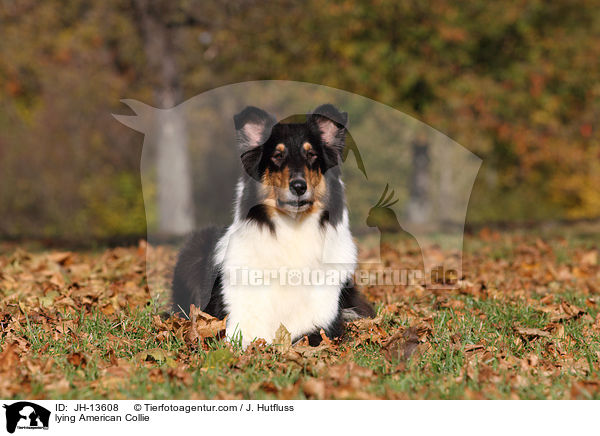 lying American Collie / JH-13608
