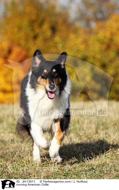 running American Collie / JH-13611