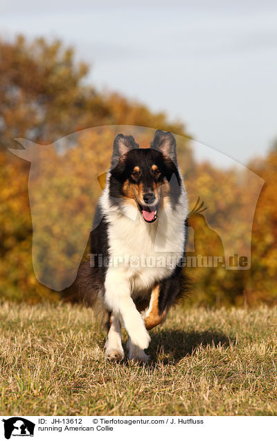 running American Collie / JH-13612