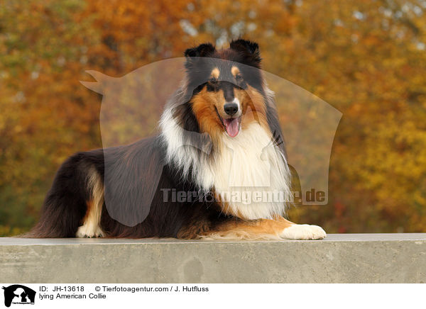 lying American Collie / JH-13618