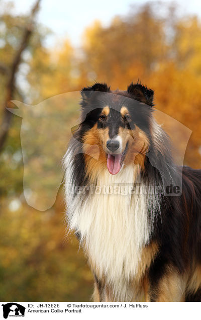 American Collie Portrait / JH-13626