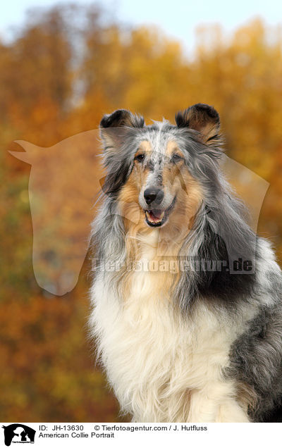 American Collie Portrait / JH-13630