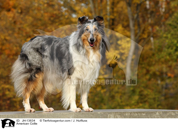American Collie / JH-13634