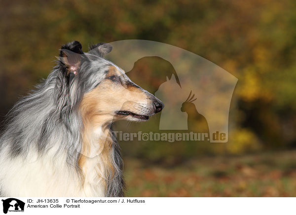 American Collie Portrait / JH-13635