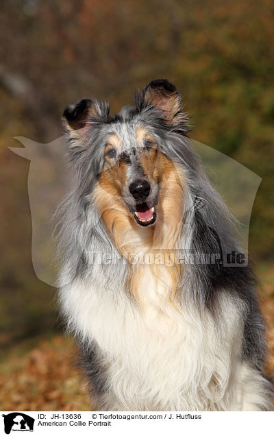 American Collie Portrait / JH-13636