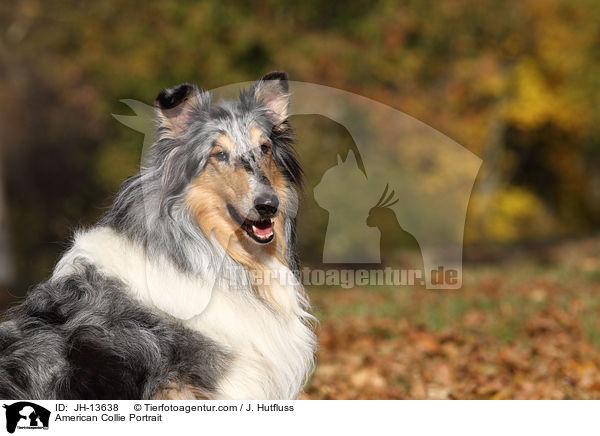 American Collie Portrait / JH-13638