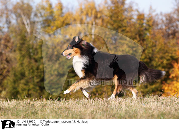 running American Collie / JH-13639