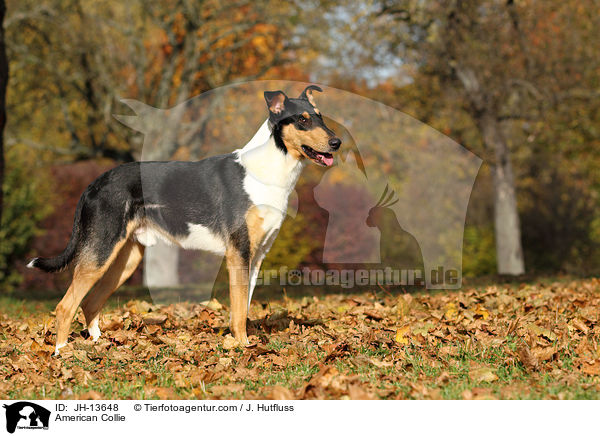 American Collie / JH-13648