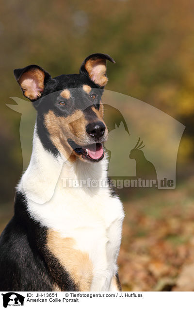 American Collie Portrait / JH-13651