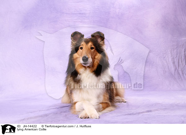 lying American Collie / JH-14422