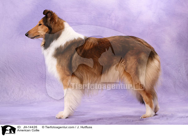 American Collie / JH-14426