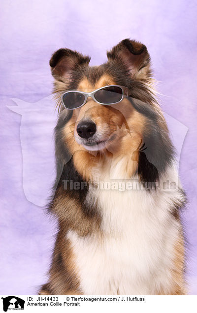 American Collie Portrait / JH-14433