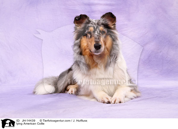 lying American Collie / JH-14439