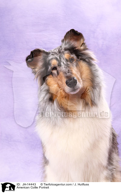 American Collie Portrait / JH-14443