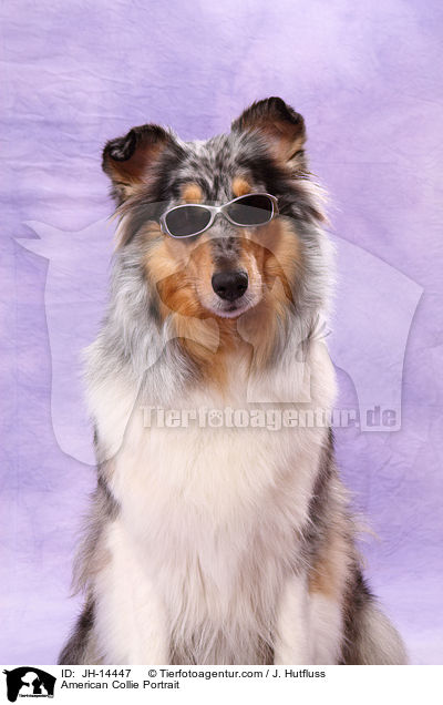 American Collie Portrait / JH-14447