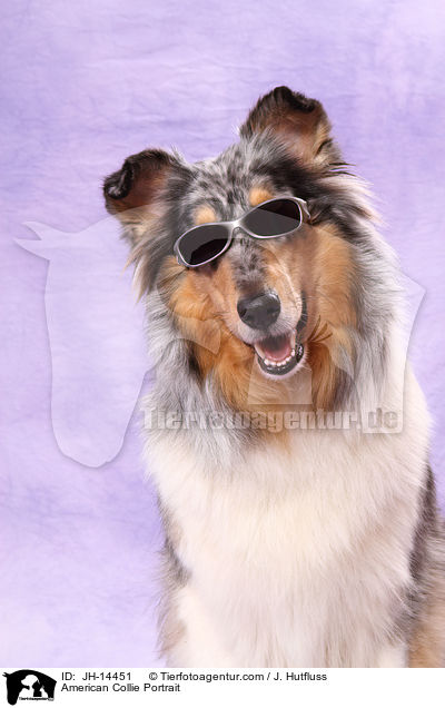 American Collie Portrait / JH-14451