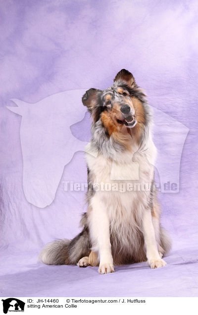 sitting American Collie / JH-14460