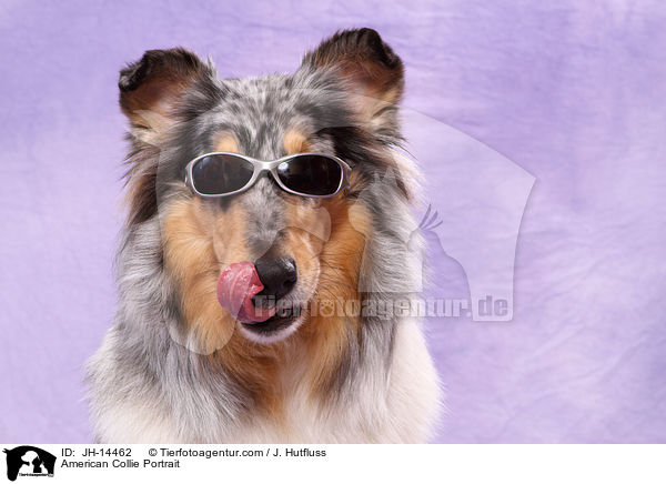 American Collie Portrait / JH-14462