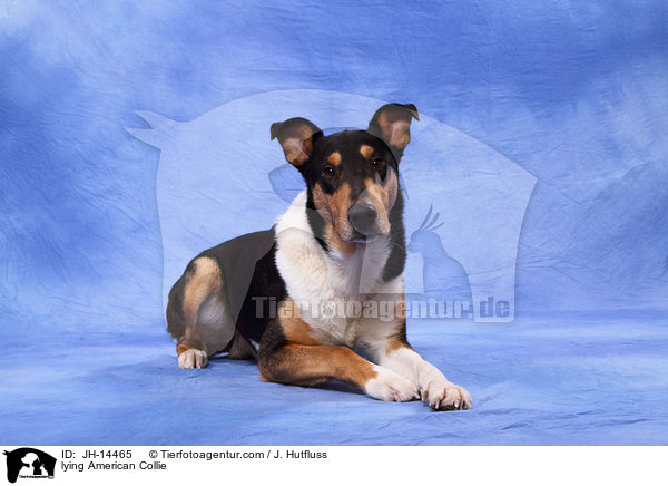 lying American Collie / JH-14465