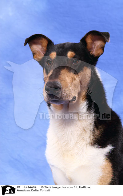 American Collie Portrait / JH-14469
