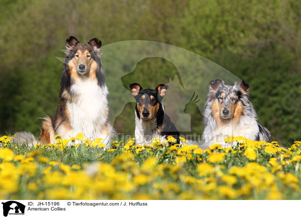 American Collies / JH-15196