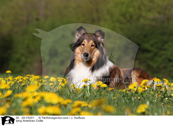 lying American Collie / JH-15201