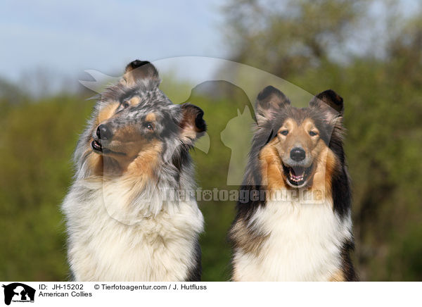 American Collies / JH-15202
