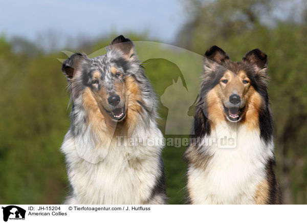 American Collies / JH-15204