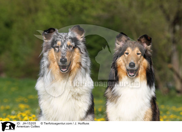 American Collies / JH-15205