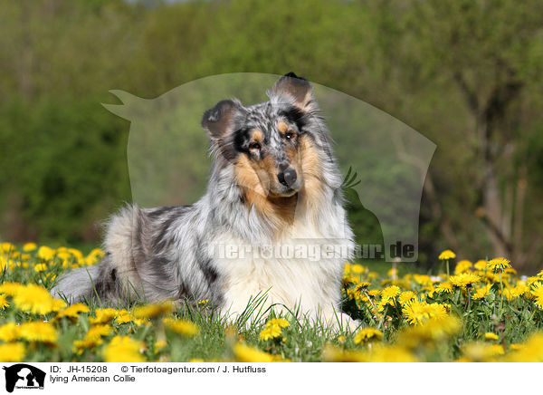 lying American Collie / JH-15208